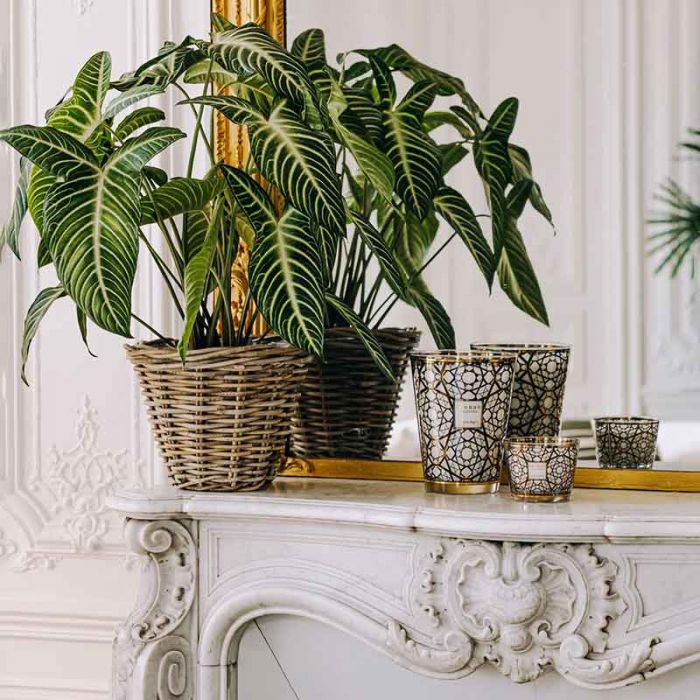 MAX 35 ARABIAN NIGHTS: BAOBAB - شمعة | BAOBAB COLLECTION - مجموعة باوباب MAX 35 ARABIAN NIGHTS: BAOBAB - شمعة | BAOBAB COLLECTION - مجموعة باوباب